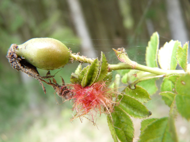 Fruits rouges à maturité appelés cynorrhodons. Agrandir dans une nouvelle fenêtre (ou onglet)